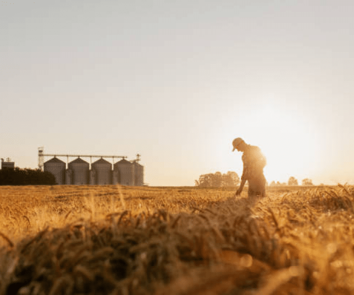 Farmer in a field
